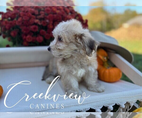 Medium Photo #27 Havachon Puppy For Sale in NIANGUA, MO, USA