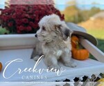 Small Photo #27 Havachon Puppy For Sale in NIANGUA, MO, USA