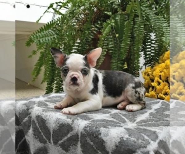 Medium Photo #1 Boston Terrier Puppy For Sale in LAKELAND, FL, USA