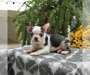 Boston Terrier Puppy for sale in LAKELAND, FL, USA