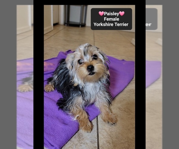 Medium Photo #2 Yorkshire Terrier Puppy For Sale in TUCSON, AZ, USA