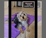 Small #1 Yorkshire Terrier