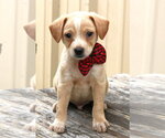 Small #1 Australian Shepherd-Beagle Mix