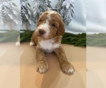 Small Photo #11 Goldendoodle Puppy For Sale in JENKS, OK, USA