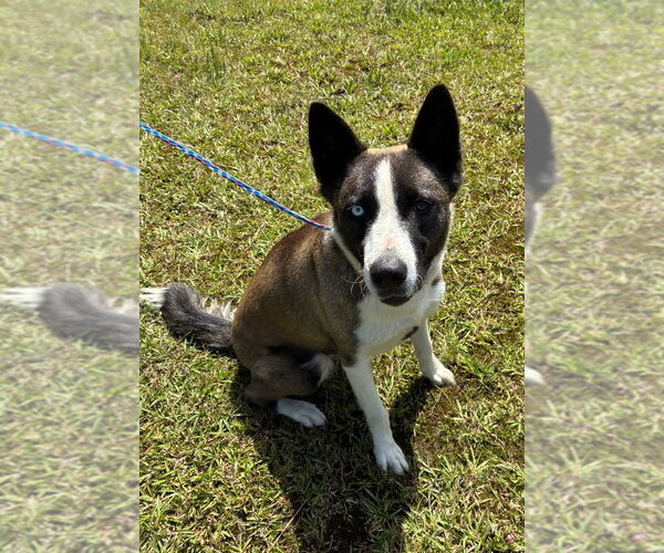 Medium Photo #4 Siberian Husky-Unknown Mix Puppy For Sale in Bryant, AR, USA
