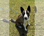 Small #3 Siberian Husky Mix