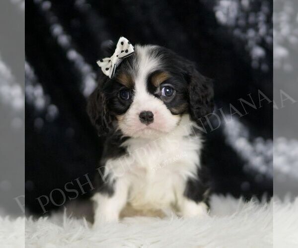 Medium Photo #52 Cavalier King Charles Spaniel Puppy For Sale in WARSAW, IN, USA