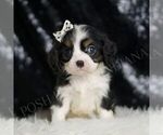 Small Photo #52 Cavalier King Charles Spaniel Puppy For Sale in WARSAW, IN, USA