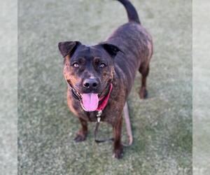 Catahoula Leopard Dog-Unknown Mix Dogs for adoption in Las Vegas, NV, USA