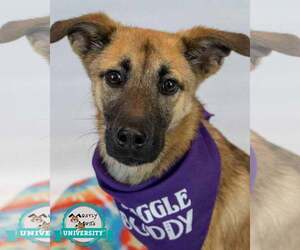 Mutt Dogs for adoption in Kennesaw, GA, USA