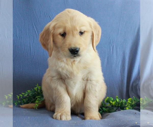 Medium Photo #6 Golden Retriever Puppy For Sale in GORDONVILLE, PA, USA