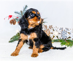Small Photo #9 Cavalier King Charles Spaniel Puppy For Sale in WAKARUSA, IN, USA