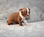 Small Photo #4 Boston Terrier Puppy For Sale in HOMINY, OK, USA