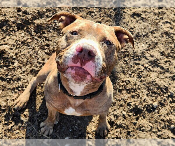 Medium Photo #1 Staffordshire Bull Terrier Puppy For Sale in Ocala, FL, USA