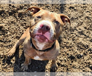 Staffordshire Bull Terrier Dogs for adoption in Ocala, FL, USA