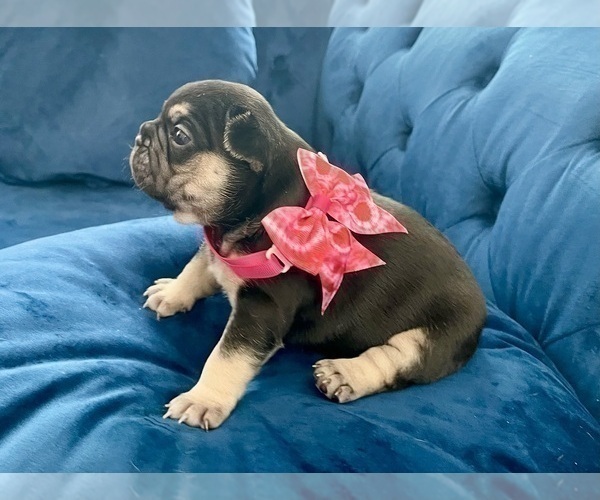 Medium Photo #14 French Bulldog Puppy For Sale in ENCINO, CA, USA