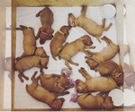 Small Photo #1 Vizsla Puppy For Sale in NEWHALL, CA, USA