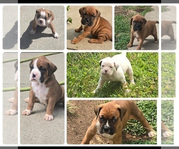 Medium Photo #1 Boxer Puppy For Sale in NORWICH, CT, USA