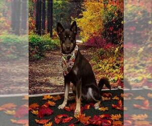 Siberian Husky-Unknown Mix Dogs for adoption in Sanford, FL, USA