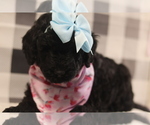 Small Photo #6 Goldendoodle-Poodle (Standard) Mix Puppy For Sale in MANCHESTER, CT, USA