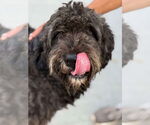 Small #1 Goldendoodle