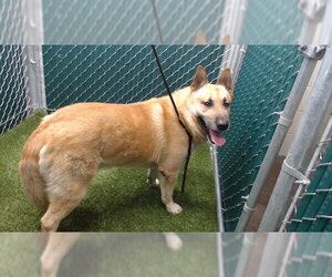 German Shepherd Dog-Unknown Mix Dogs for adoption in Downey, CA, USA