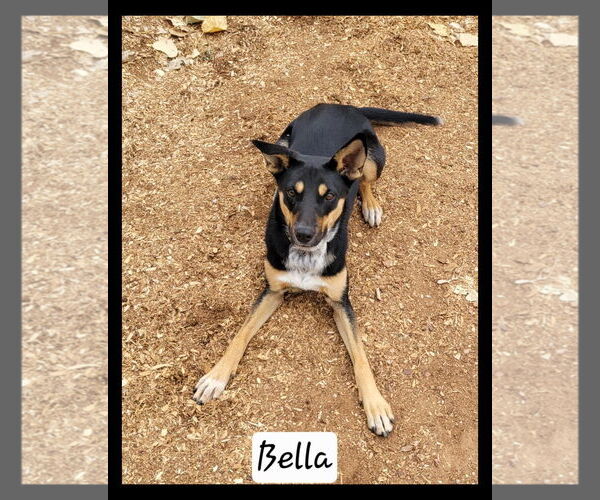 Medium Photo #1 Mutt Puppy For Sale in Granbury, TX, USA