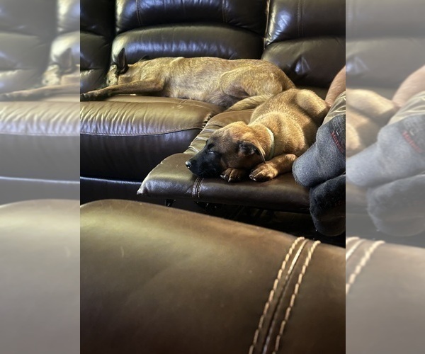 Medium Photo #19 Belgian Malinois Puppy For Sale in ATHENS, AL, USA