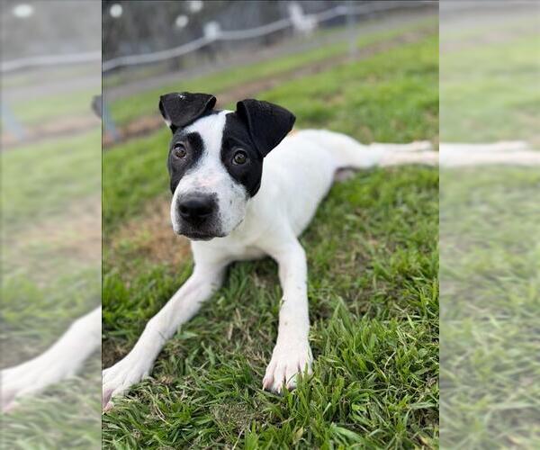Medium Photo #1 Labrador Retriever Puppy For Sale in Conroe, TX, USA