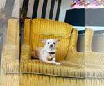 Small Chihuahua