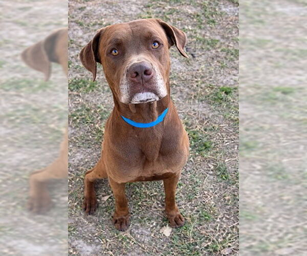 Medium Photo #1 American Pit Bull Terrier Puppy For Sale in Riverside, CA, USA