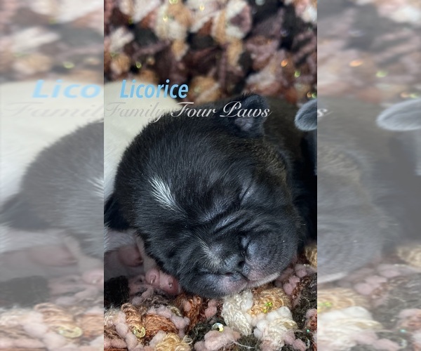 Medium Photo #1 Faux Frenchbo Bulldog Puppy For Sale in HOODSPORT, WA, USA