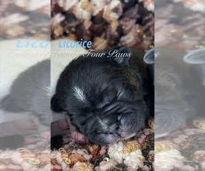 Medium Faux Frenchbo Bulldog