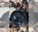 Puppy Licorice Faux Frenchbo Bulldog