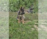 Small #10 German Shepherd Dog