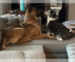 Small #5 German Shepherd Dog Mix