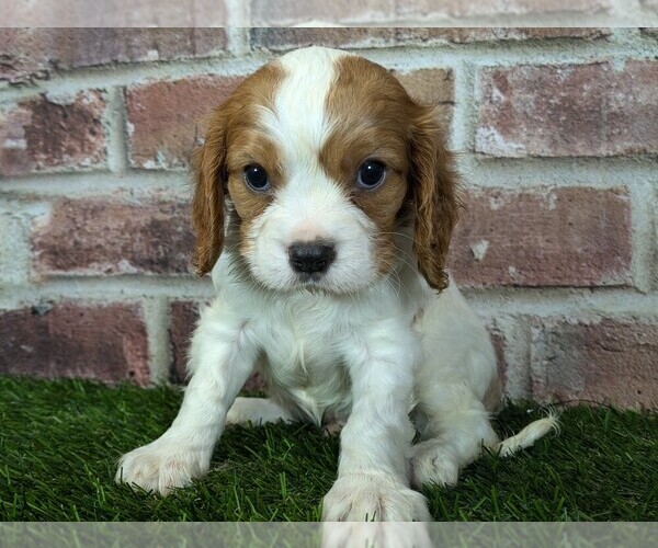 Medium Photo #4 Cavalier King Charles Spaniel Puppy For Sale in MOBERLY, MO, USA