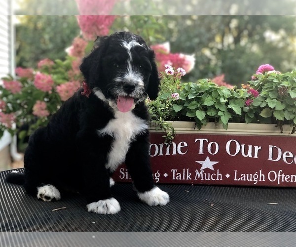 Medium Photo #1 Bernedoodle Puppy For Sale in BRYANT, IA, USA