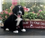 Small Photo #1 Bernedoodle Puppy For Sale in BRYANT, IA, USA