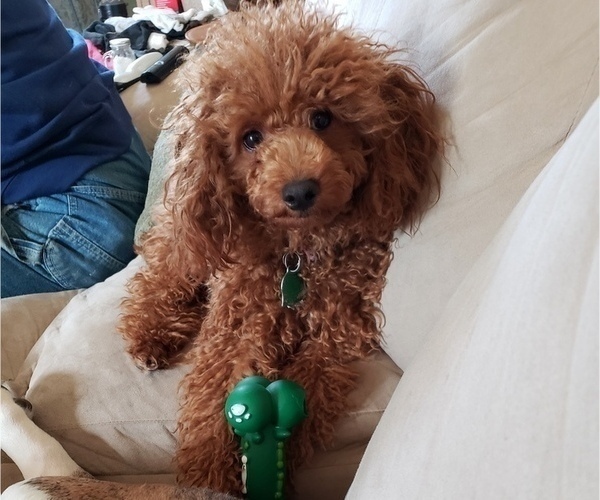 Medium Photo #1 Poodle (Miniature) Puppy For Sale in LETTS, IA, USA