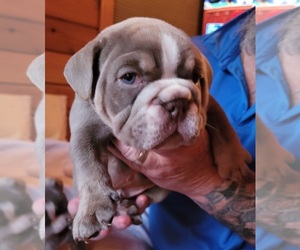 English Bulldog Puppy for Sale in CALLAO, Virginia USA