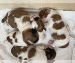 Image preview for Ad Listing. Nickname: Litter of 5