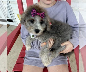 Poodle (Miniature) Puppy for sale in BLUE SPRINGS, MO, USA