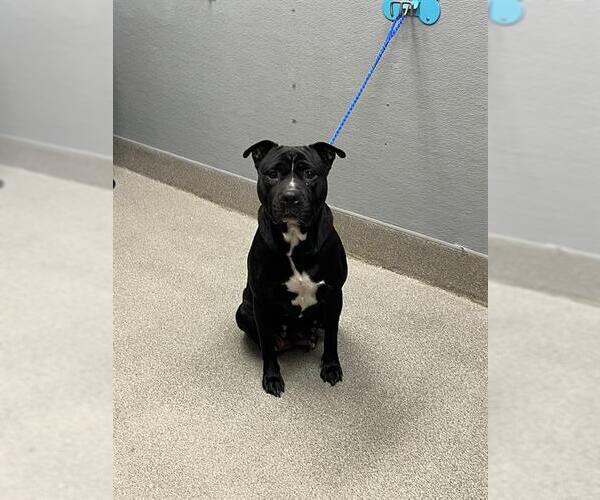 Medium Photo #1 Mutt Puppy For Sale in Las Vegas, NV, USA