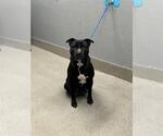 Small Mutt