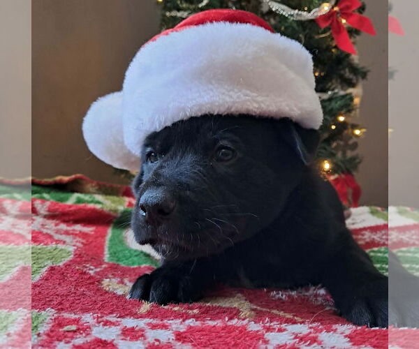 Medium Photo #1 Shepradors Puppy For Sale in Princeton, MN, USA