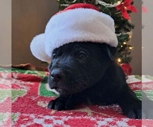 Shepradors Dogs for adoption in Princeton, MN, USA