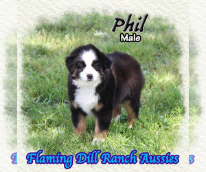 Miniature Australian Shepherd Puppy for Sale in FORESTBURG, Texas USA