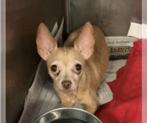 Chihuahua Dogs for adoption in Gilberts, IL, USA