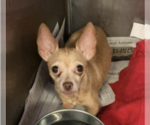 Rosita - Female Chihuahua Dog for Adoption - Small photo